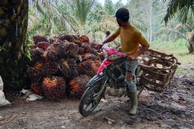 Ini Saran dari Aspekpir untuk Petani Sawit Swadaya