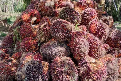 Ada Undang-undang Baru Tentang Retribusi Sawit, Apa Itu?