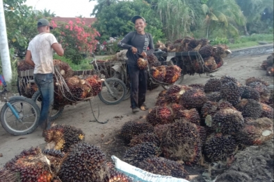 Perbudakan Anak Jadi Pekerja Kebun Sawit Musti Dibongkar