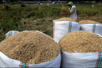 BPS: Produksi Padi Melimpah, Harga Gabah dan Beras Turun