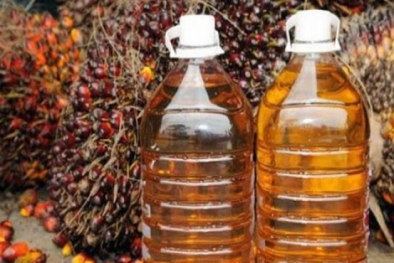 Baru Tiga Bulan, Bea Keluar CPO Capai Rp8,14 Triliun