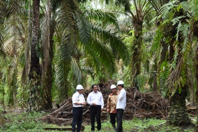 Biaya Operasional Peremajaan Sawit Belum Bisa Cair