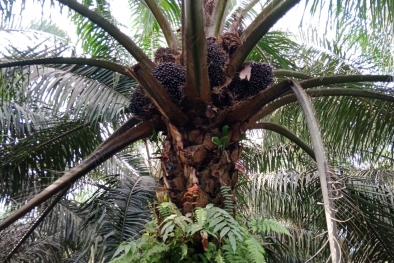 Cara Yanto Rawat Sawit Pakai Pupuk Organik, Kini Kebunnya Makin Luas