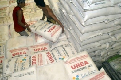 Petani Sawit Jadi Anak Tiri, Pupuk Kimia Mahal dan Langka