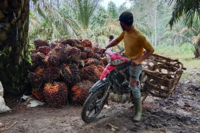 Mau Lebaran, Petani Sawit Ganti Jadwal Panen