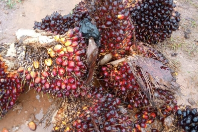 Enaknya Jadi Ani, Tiap Panen Dapat Cuan!