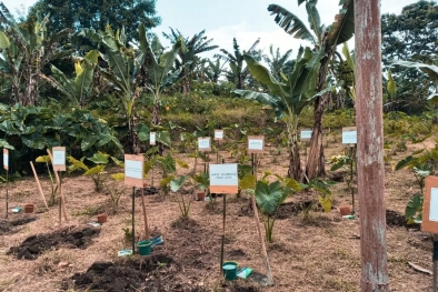 Pengganti Tembakau, Andaliman Siap Ngegas Ekspor Perkebunan