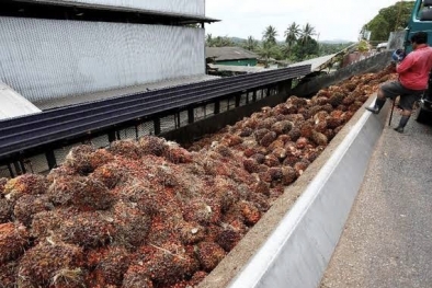 Toke dan Petani Sawit Swadaya di Daerah ini Hanya Bisa Meratap