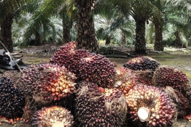 Harga Sawit Masih Melorot, Petani Berharap Ada Sanksi