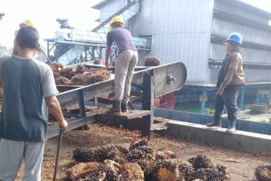 Ini Imbas Larangan Ekspor Migor yang Dirasakan Perusahaan Sawit