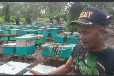 Beternak Lebah di Kebun Sawit, Panen Perdana Memuaskan