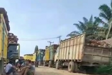 Petani dan Pengusaha Kompak Minta Larangan Ekspor Dicabut