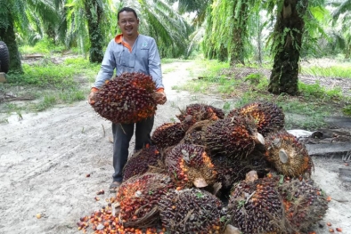 Petani Menjerit, IKN Terancam Banjir Penolakan