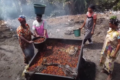 TBS Petani Ditolak dan Harganya Hancur, Ini Saran Akademisi