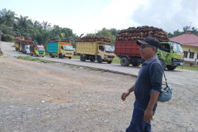 PKS Mukomuko Beli Sawit Masih Dibawah Harga Penetapan