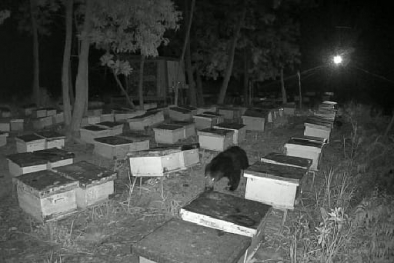 Ada Ternak Lebah, Kebun Sawit Didatangi Beruang