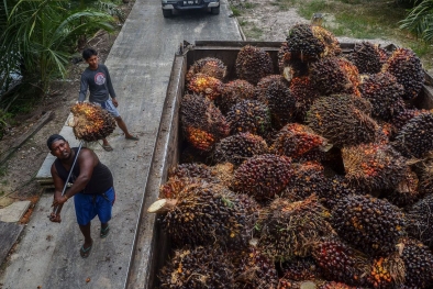 Petani Minta Bikinkan Kementrian Perkebunan