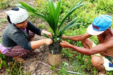 Petani dan Sawit: Jarak Tak Berhingga