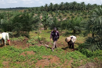 Kalau Harga TBS Tak Berubah, Petani Mau Lumpuhkan Jalinsum