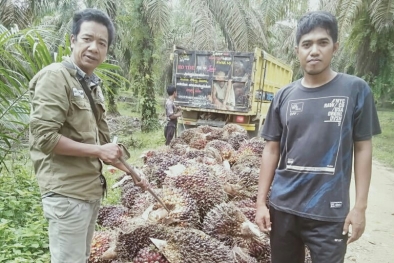 Warga SAD Minta Pemerintah Segera Stabilkan Harga TBS