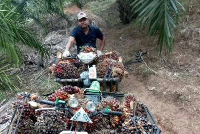 Simalakama Petani Sawit: Panen Rugi, Tak Dipanen Makin Rugi