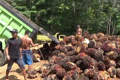 Harga Resmi TBS Bengkulu Terjun Bebas