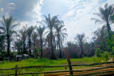 Habis Kesabaran, Petani di Riau Bakar Kebun Sawit