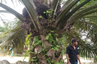 Harga TBS Murah, Ekonomi Petani Makin Lemah