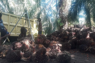 Pabrik di Mukomuko Kompak Turunkan Harga Sawit