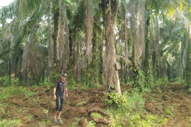 Petani Sawit Kelimpungan Memenuhi Kebutuhan Sehari-hari
