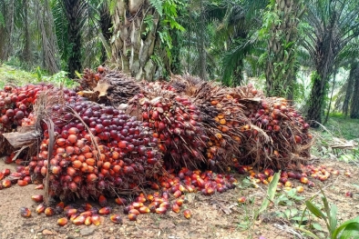 Ternyata ini Penyebab TBS PTPN V Kebun Sei Rokan Busuk di TPH