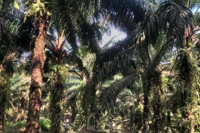 Penghapusan PE Disambut Sumringah Petani Sumsel