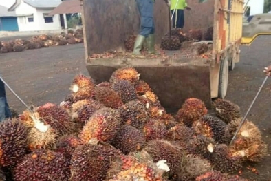 Efek PE Gratis Mulai Terasa, Harga TBS di Semua PKS Naik