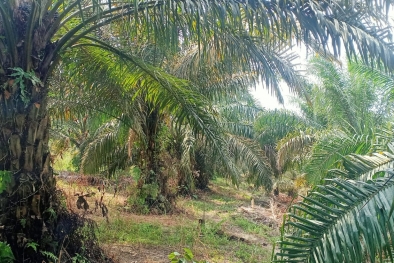Berkebun Sawit di Hutan Desa, Penggarap Wajib Setoran ke Negara