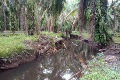 Limbah Cair Dari LA Diduga Meluber ke Sungai Ngaso