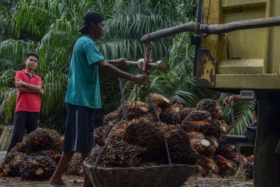 Minyak Sawit Penting Bagi Kedaulatan Ekonomi Indonesia, Ini Buktinya