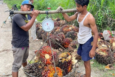 DMO-DPO Dihapus, Pemerintah Tak Perlu Khawatir Stok CPO