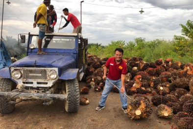 Harga Anjlok, Petani Sawit Riau Paling Terdampak