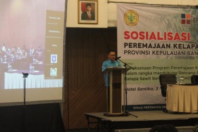 1.700 Hektare Kebun Sawit Ditargetkan Diremajakan Tahun Ini