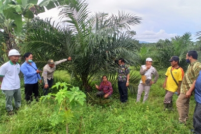 Dapat Jatah Ribuan Hektare, Serapan PSR Diharapkan Bisa Maksimal