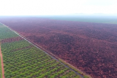 Banding Ditolak, Perusahaan Sawit Didenda Rp 238,6 Miliar