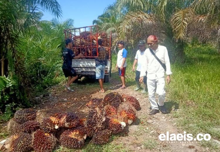 Harga TBS Disbun Jambi Naik Lagi, Bagaimana di Petani?
