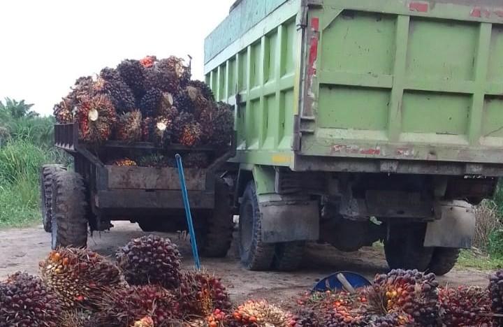 Kenapa Harga TBS Papua Selalu Lebih Rendah Ketimbang Daerah Lain? Kata Apkasindo, ini Penyebabnya