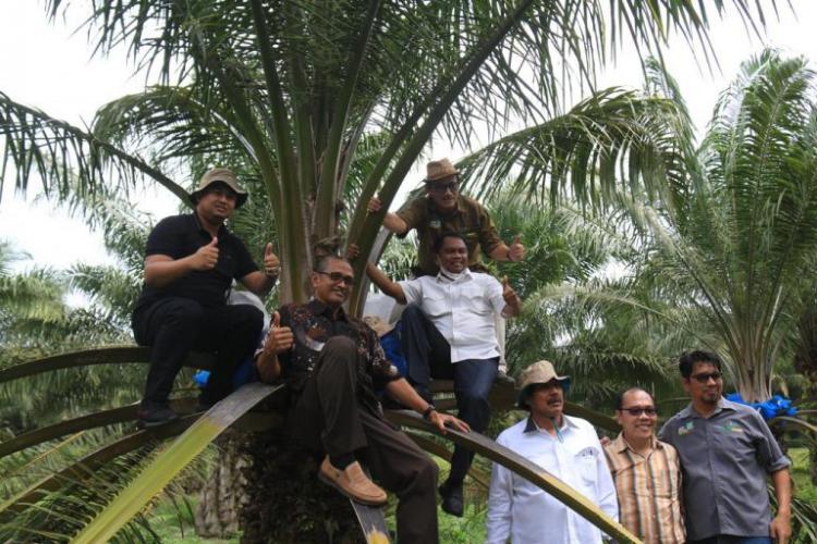 Berburu Bibit Sawit Unggul Hingga ke Kebun Induknya