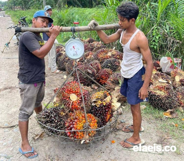 Peniadaan PE Bukan Pemulihan, tapi Permintaan Maaf Pemerintah ke Petani Sawit