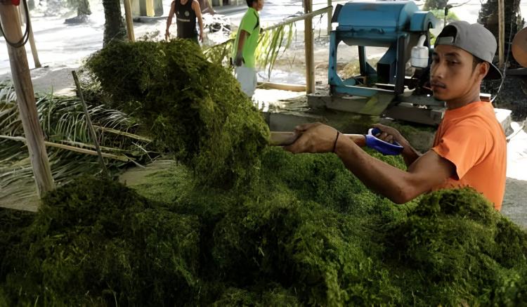 Jangan Buang Pelepah Sawit, Begini Mengolahnya Jadi Pakan Ternak