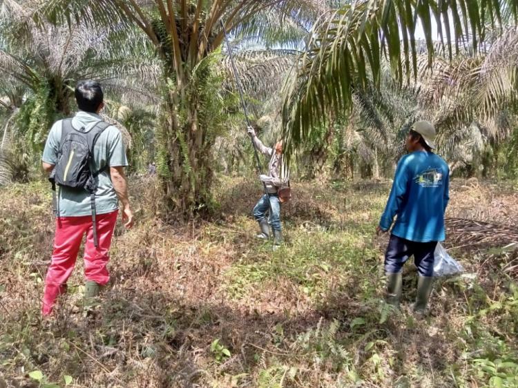 Petani Tunggu Satgas Sawit Bertindak Tegas
