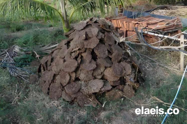 Yang Kimia Mahal, Pupuk Kandang Bisa Jadi Solusi Petani Sawit