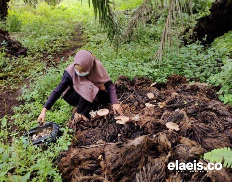 Tentang Gadis Berkerudung Pencari Jamur Sawit