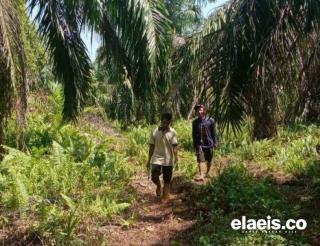 Surati Mentan, Syamsuar Minta Alokasi Pupuk Subsidi untuk Petani Sawit Riau